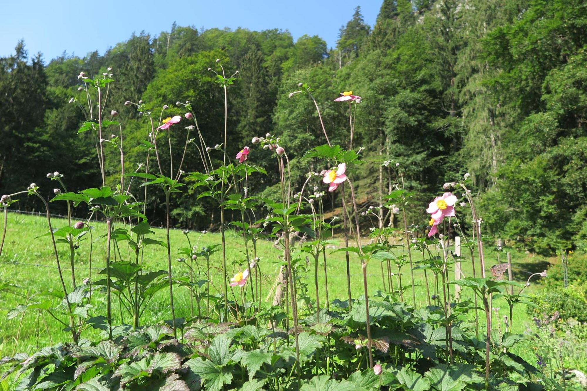 Haus Waldwinkel Appartement Aschau im Chiemgau Buitenkant foto
