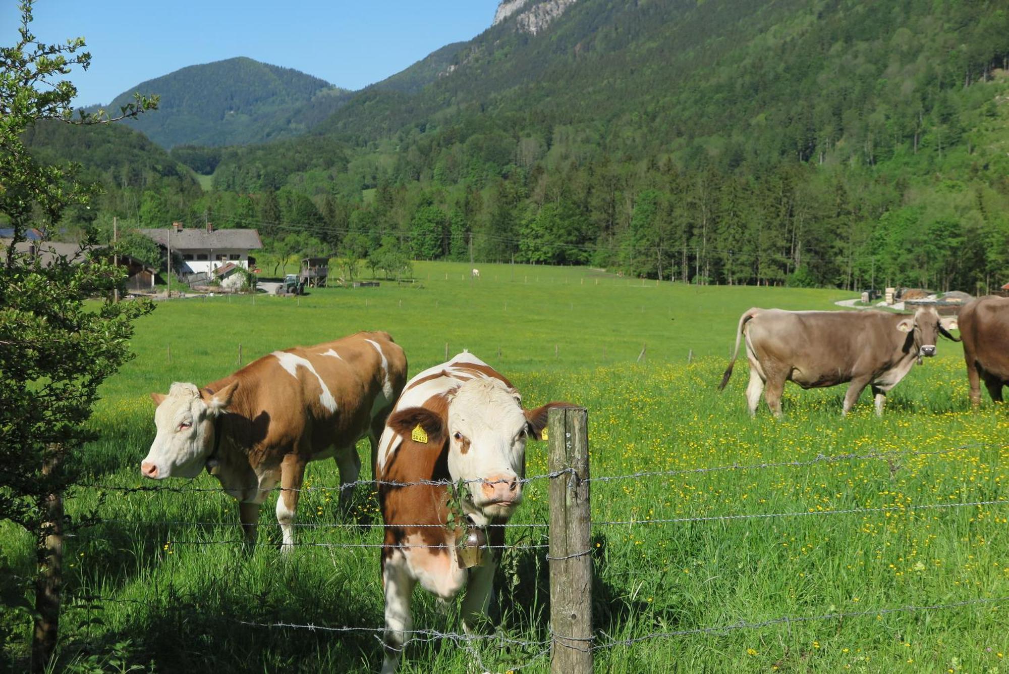 Haus Waldwinkel Appartement Aschau im Chiemgau Buitenkant foto